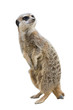 suricate suricate