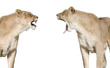 lionnes