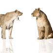 lionnes