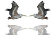 pélicans