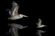 pélicans