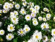Photo : Gänseblümchen Gänseblümchen