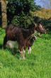 CHEVRE ET CHEVREAU