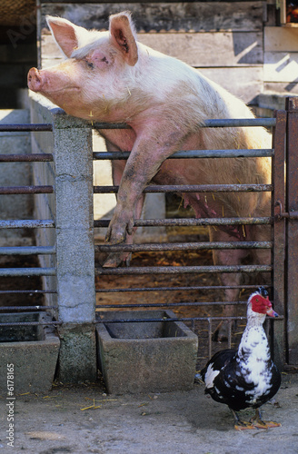 COCHON ET CANARD