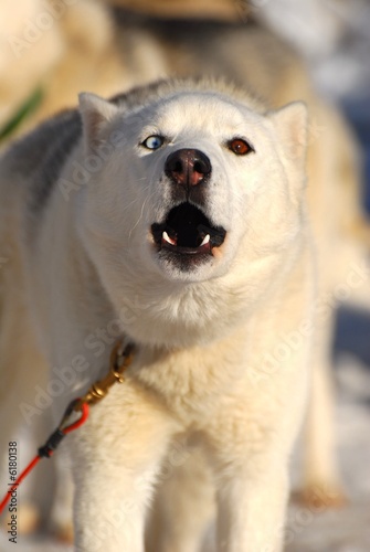 Husky Blanc