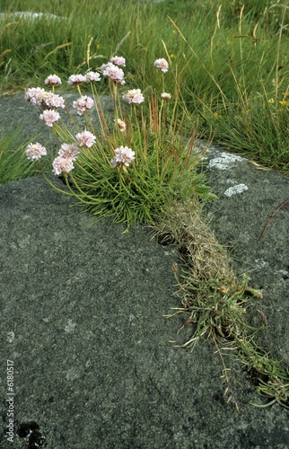Photo: sea pink, thrift (Armeria maritima) sea pink, thrift (Armeria maritima)