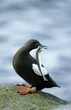 black guillemot (Cepphus grylle) with sandeel fish