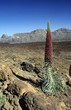 Echium wildpretii, giant endemic species of spurge