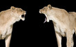 lionnes