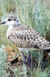half grown chick of Sociable Lapwing (Vanellus gregarius) half grown chick of Sociable Lapwing (Vanellus gregarius)