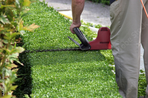 Hedge Cutter in Action Hedge Cutter in Action