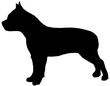 américan staff