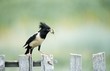Rose-coloured Starling, Roseate Starling with food