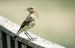 juvenile northern wheatear (Oenanthe oenanthe)