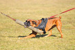 Boxer