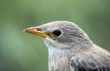 portrait of a young Rosy Starling, Sturnus roseus