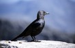 Red-winged Starling, Onychognathus morio