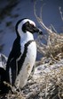 African "Jackass" Penguin, portrait