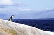 African "Jackass" Penguin on coastal rock