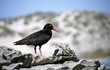 African Black Oystercatcher, (Haematopus moquini)