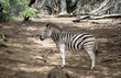 Burchell's Zebra (Equus burchelli)