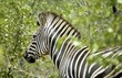 Burchell's Zebra (Equus burchelli)