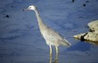 White-faced Heron, Egretta novaehollandiae
