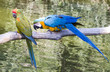 Hyacinth Macaws in close communication; close up