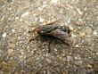 fly close-up fly close-up