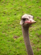 ostrich ostrich