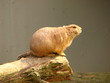 prairiehond prairiehond