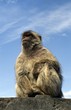 Barbary Macaque, Macaca sylvanus