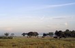 Dehesa, open oak forest pasture land with Retinta cattle
