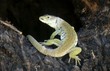 Ocellated Lizard (Timon lepidus), Europe's largest lizard