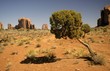 desert of monument valley, Arizona, with old Utah juniper tree