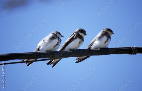 Photo: sand martins (Riparia riparia) sand martins (Riparia riparia)