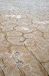wolf footprints (Canis lupus) on shore of a salt lake