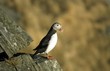 Papageitaucher (Fratercula arctica)