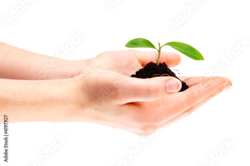 Fresh sprout
