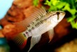 Identification picture for the Apistogramma viejita (Male)