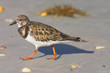 Ruddy Turnstone (Arenaria interpres) foraging on the beach Ruddy Turnstone (Arenaria interpres) foraging on the beach