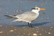 Royal Tern (Sterna maxima) on the beach Royal Tern (Sterna maxima) on the beach