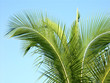 cocotier