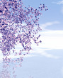 Spring scene. Blossoming cherry trees