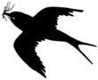 hirondelle