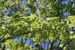 sommergrün 3
