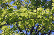 Sommergrün 2