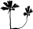 cocotiers jumeaux