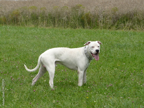 Photo: Dog argentin Dog argentin