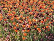 Blumenmeer Blumenmeer